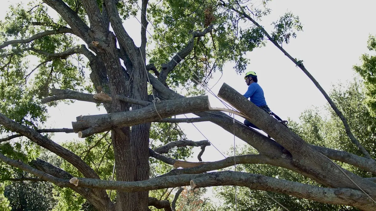 Professional Hazardous Tree Removal performed by certified arborists in Sharps